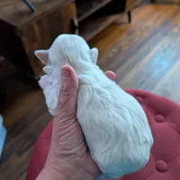 Dixie, a female Havapoo for sale in Mansfield, OH – Photo 3 of 9