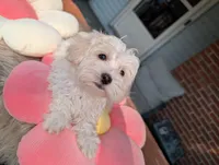 Dixie, a female Havapoo for sale in Mansfield, OH – Photo 9 of 9