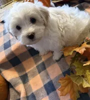 Daphne , a female Havanese and Poodle - Miniature  for sale in Mansfield, OH – 2 of 3