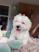 Wily, a male Havapoo for sale in Mansfield, OH – Photo 3 of 10