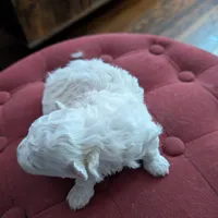 Wily, a male Havapoo for sale in Mansfield, OH – Photo 8 of 10