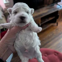 Wily, a male Havapoo for sale in Mansfield, OH – Photo 9 of 10