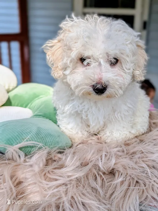 Wily – Havapoo puppy for sale in Mansfield, OH