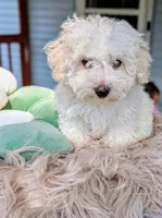 Wily, a male Havapoo for sale in Mansfield, OH – Photo 1 of 10