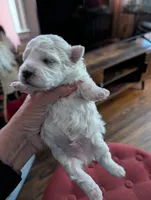 processed/8259e695-3e29-4a01-8946-8471e3f421e1/listing/1465f5d9-8a08-496f-9a11-ecd4705fcaef/6f11cc8c-7e39-48a7-b76c-1a515d5fc48a