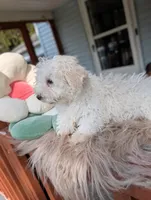 Wily, a male Havapoo for sale in Mansfield, OH – Photo 4 of 10