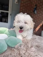 Wily, a male Havapoo for sale in Mansfield, OH – Photo 5 of 10