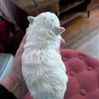 Wily, a male Havapoo for sale in Mansfield, OH – Photo 7 of 10