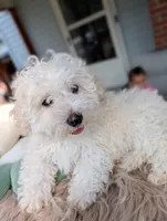 Wily, a male Havapoo for sale in Mansfield, OH – Photo 2 of 10