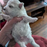 Wily, a male Havapoo for sale in Mansfield, OH – Photo 10 of 10