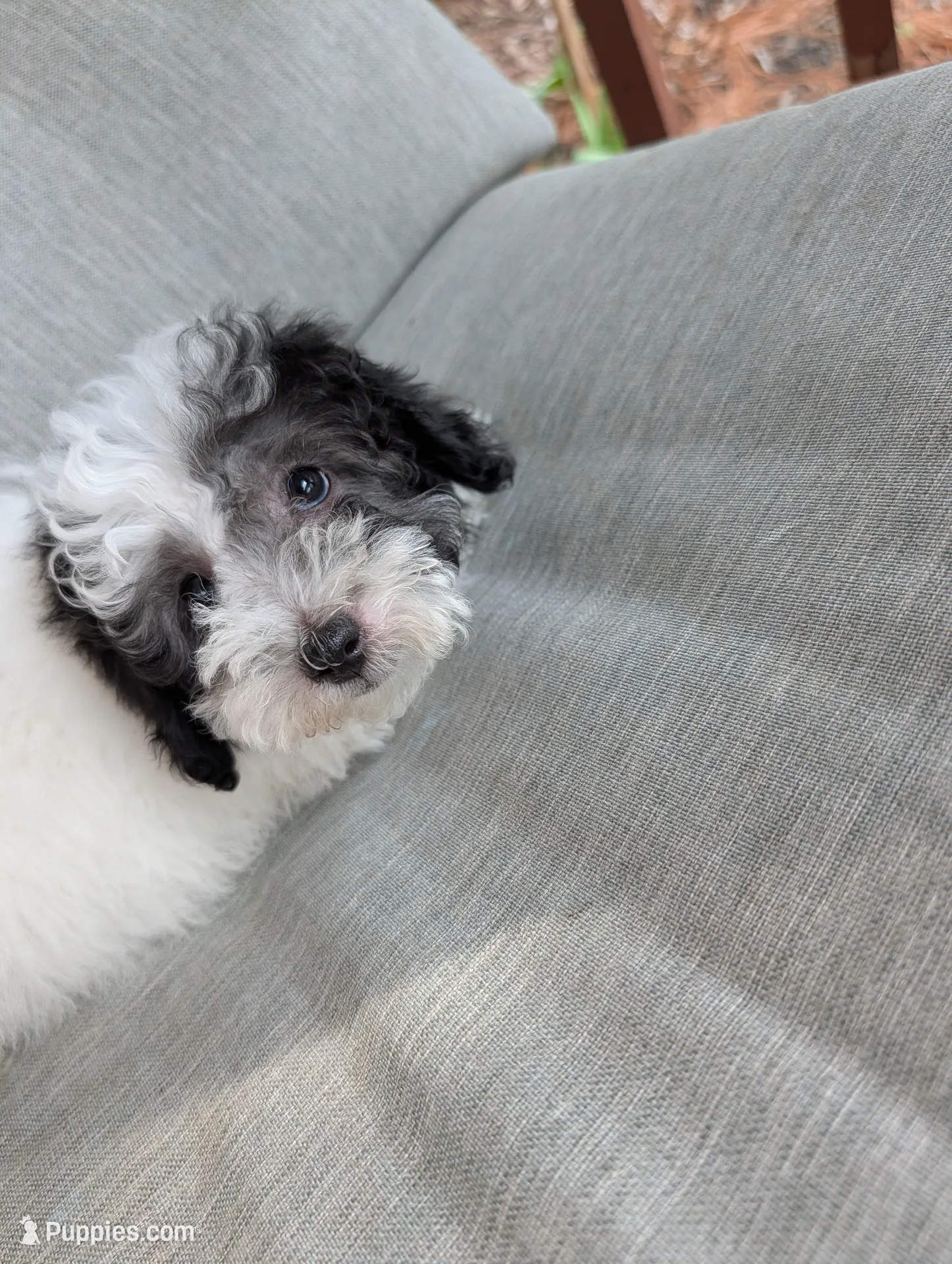 Star – Havapoo puppy for sale in Mansfield, OH