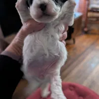 Star, a female Havapoo for sale in Mansfield, OH – Photo 5 of 9