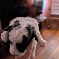 Star, a female Havapoo for sale in Mansfield, OH – Photo 4 of 9