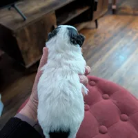 Star, a female Havapoo for sale in Mansfield, OH – Photo 8 of 9