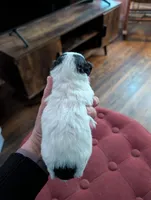 processed/8259e695-3e29-4a01-8946-8471e3f421e1/listing/2740a095-6e56-4e7c-a2df-5dd15be32e10/a6560fd7-275d-41a6-900e-15da394f4632