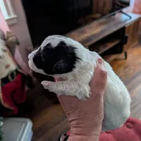 Star, a female Havapoo for sale in Mansfield, OH – Photo 9 of 9