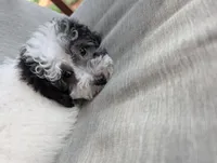 Star, a female Havapoo for sale in Mansfield, OH – Photo 2 of 9