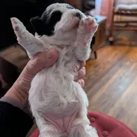 Star, a female Havapoo for sale in Mansfield, OH – Photo 7 of 9