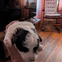 Star, a female Havapoo for sale in Mansfield, OH – Photo 6 of 9