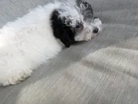 Star, a female Havapoo for sale in Mansfield, OH – Photo 3 of 9