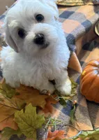 Dandy, a male Havanese and Poodle - Miniature  for sale in Mansfield, OH – 4 of 4