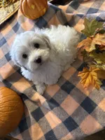 Daphne , a female Havanese and Poodle - Miniature  for sale in Mansfield, OH – 3 of 3