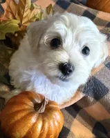 Lily, a female Havanese and Poodle - Toy  for sale in Mansfield, OH – 2 of 3