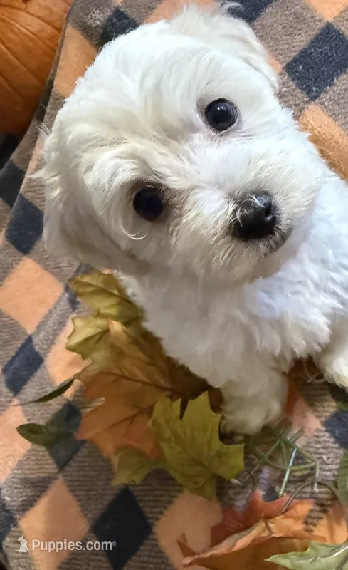 Dandy – Havanese, Poodle - Miniature  puppy for sale in Mansfield, OH
