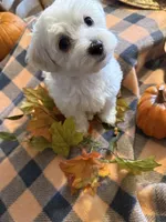 Dandy, a male Havanese and Poodle - Miniature  for sale in Mansfield, OH – 2 of 4