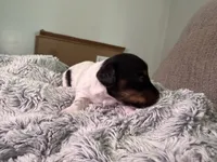 Dakota , a female Dachshund for sale in Grand Blanc, MI – 3 of 4