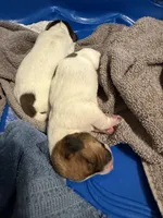 Spot, a female Dachshund for sale in Grand Blanc, MI – 2 of 2