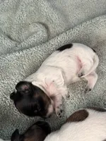 Dakota , a female Dachshund for sale in Grand Blanc, MI – 2 of 4
