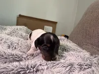 Dakota , a female Dachshund for sale in Grand Blanc, MI – 1 of 4