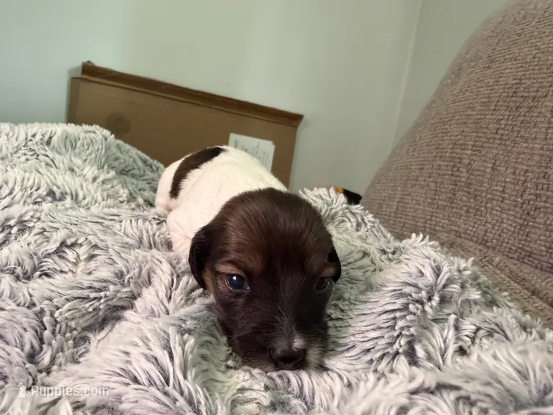 Spot – Dachshund puppy for sale in Grand Blanc, MI