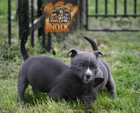 Donatella "Donnie", a male American Bully for sale in Fayetteville, TN – 4 of 6