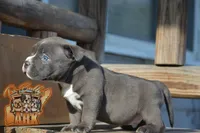 Donatella "Donnie", a male American Bully for sale in Fayetteville, TN – 2 of 6