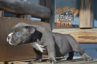 Donatella "Donnie", a male American Bully for sale in Fayetteville, TN – 3 of 6