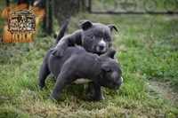 Donatella "Donnie", a male American Bully for sale in Fayetteville, TN – 6 of 6