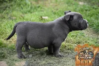 Donatella "Donnie", a male American Bully for sale in Fayetteville, TN – 5 of 6