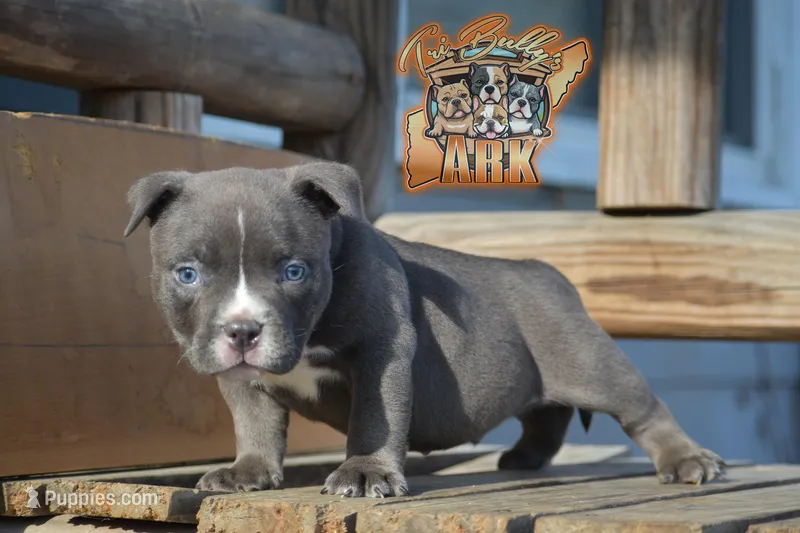 Donatella "Donnie" – American Bully puppy for sale in Fayetteville, TN