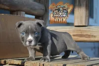 Donatella "Donnie", a male American Bully for sale in Fayetteville, TN – 1 of 6