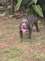 Donatella "Donnie", a male American Bully for sale in Fayetteville, TN – 6 of 7