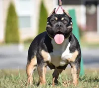 Dottie , a female American Bully for sale in Fayetteville, TN – 2 of 3
