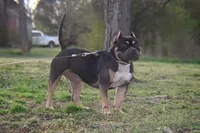 Dottie , a female American Bully for sale in Fayetteville, TN – 3 of 3