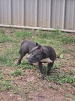 Donatella "Donnie", a male American Bully for sale in Fayetteville, TN – 7 of 7