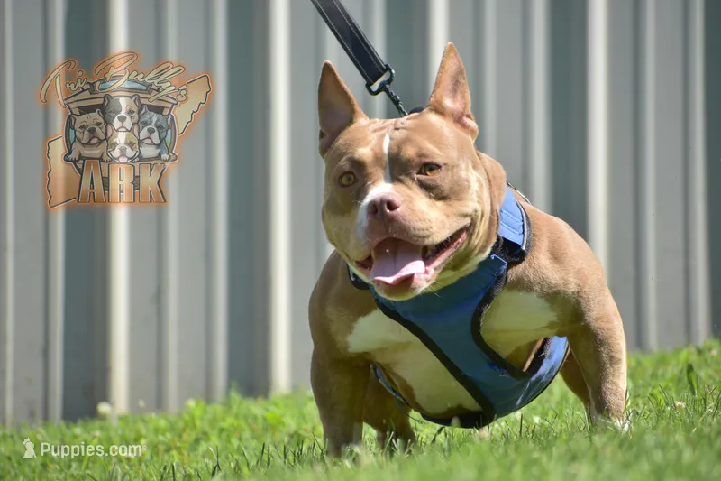 Coco – American Bully puppy for sale in Fayetteville, TN