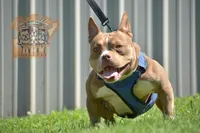 Coco, a female American Bully for sale in Fayetteville, TN – 1 of 5