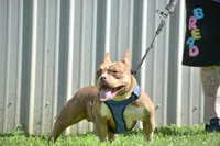 Coco, a female American Bully for sale in Fayetteville, TN – 2 of 5