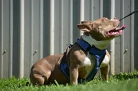 Coco, a female American Bully for sale in Fayetteville, TN – 5 of 5