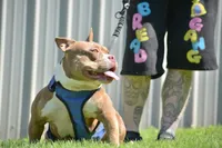 Coco, a female American Bully for sale in Fayetteville, TN – 3 of 5